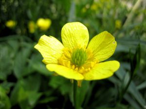 buttercup.jpg