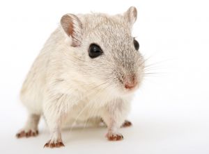 rat.jpg